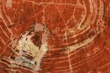 Polished, Petrified Wood (Araucarioxylon) Round - Arizona #184741-2
